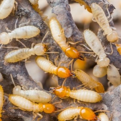Termite infestation