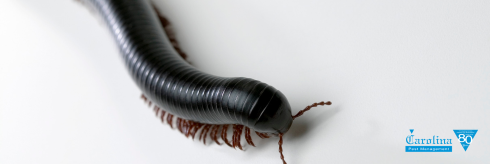 Millipede pest control