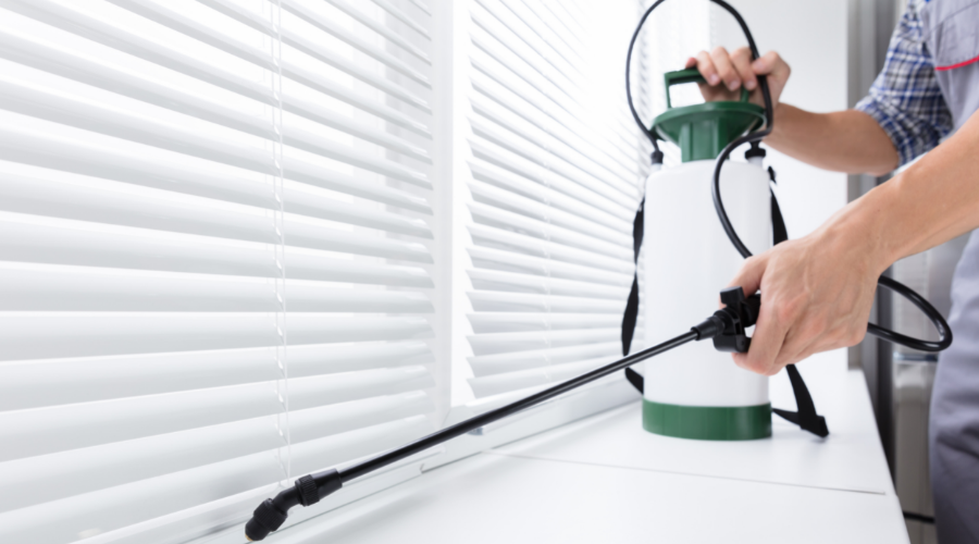 Chicago Wasp Nest Removal