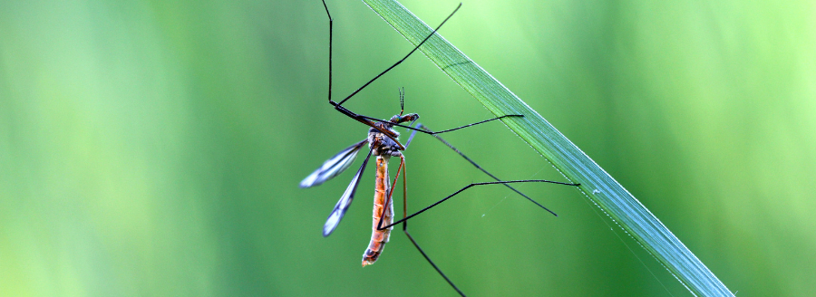 Mosquito in North Carolina during peak mosquito season