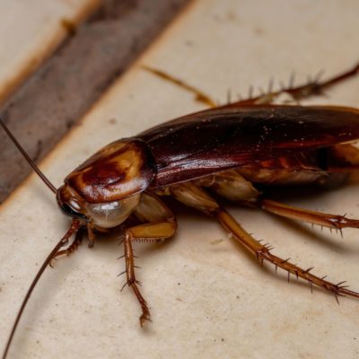 American Cockroach