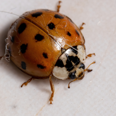 An Asian Lady Beetle