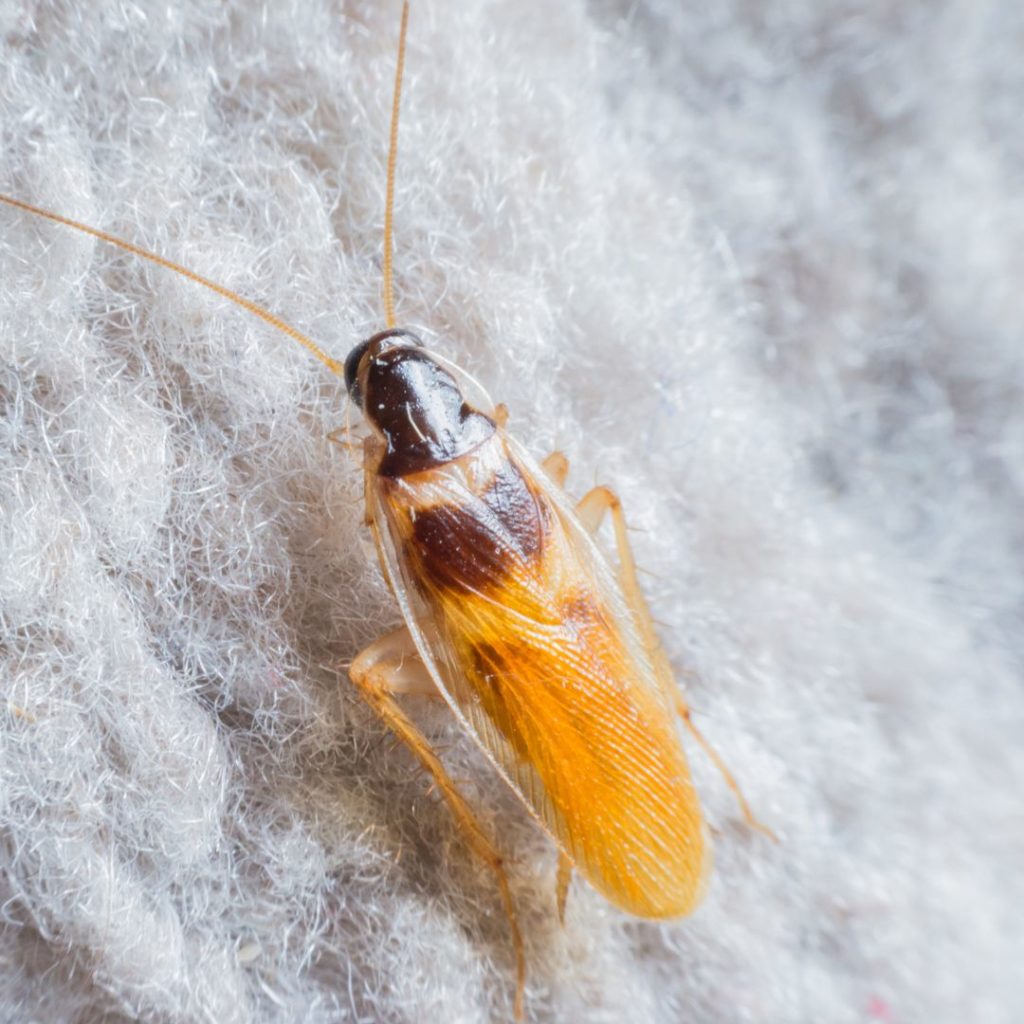 Brown-Banded Cockroach