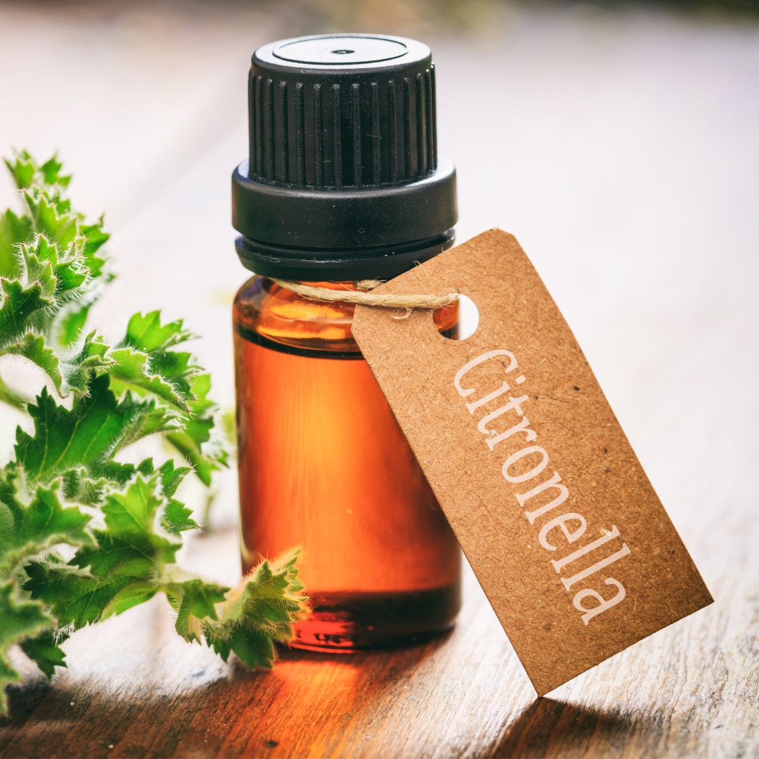 Charlotte Ladybug Infestations Causes, Prevention & Removal Carolina