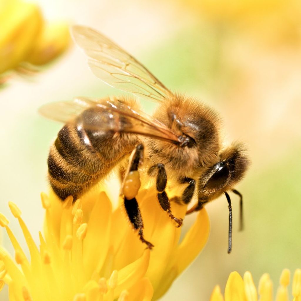 close up image of a honey bee on a flower