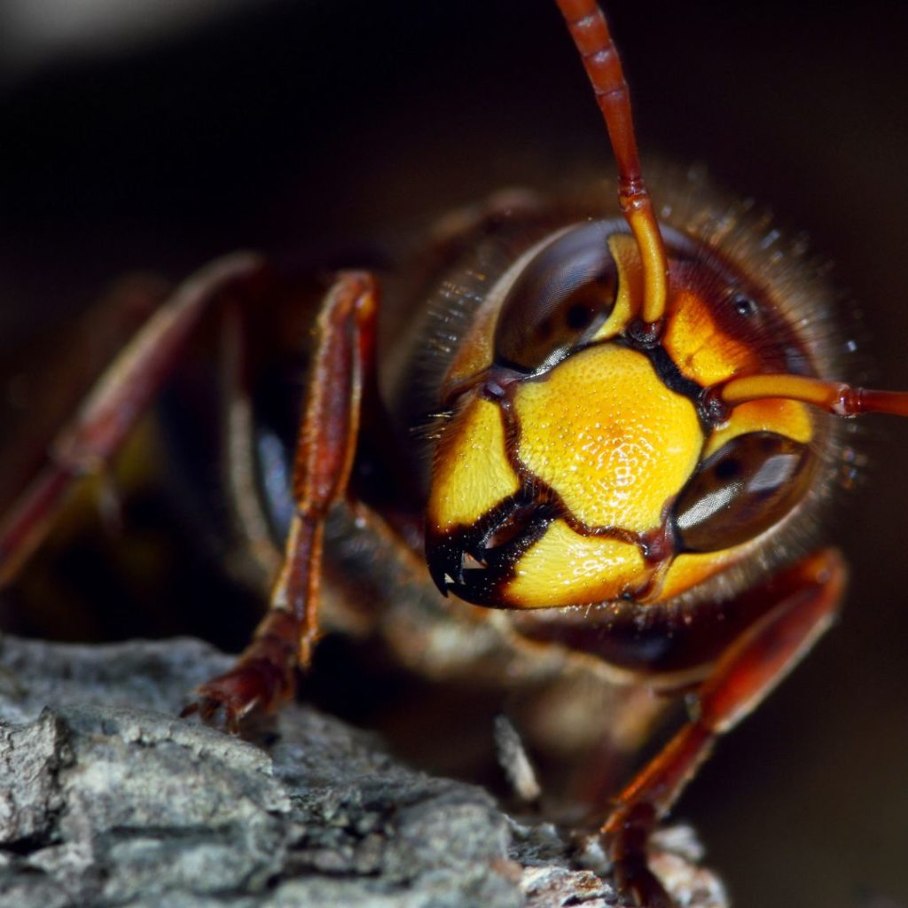 close up image of a hornet