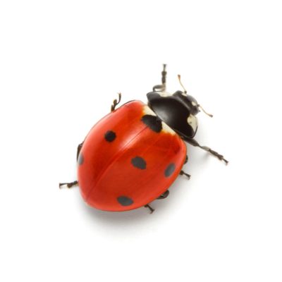 a Ladybug