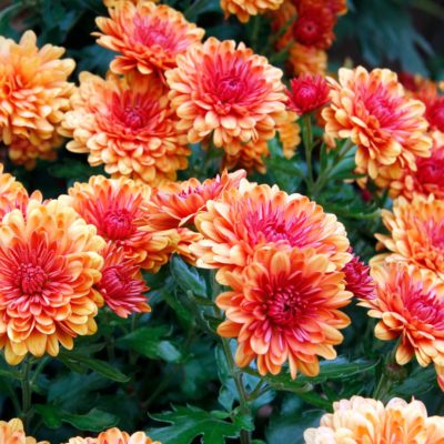 Mums: Flowers that ward off ladybugs