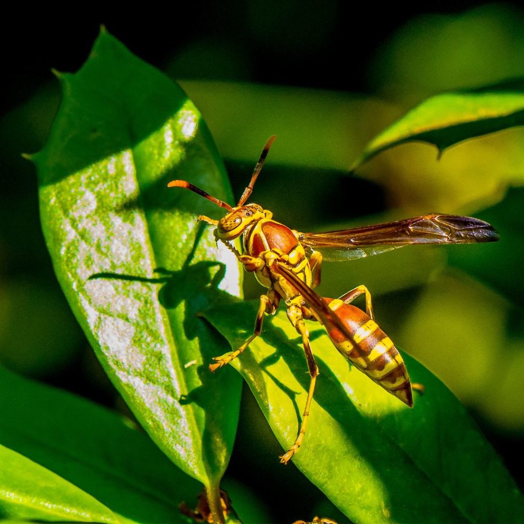 close up image of a paper wasp