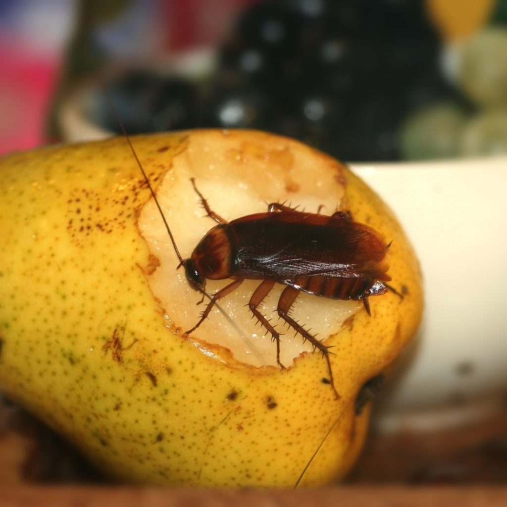 Smoky-brown cockroach