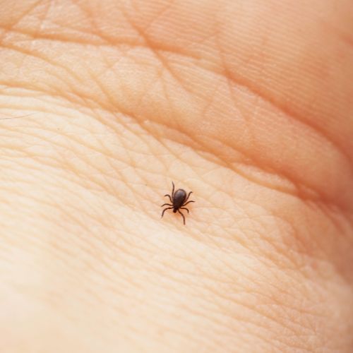 tick in palm of hand