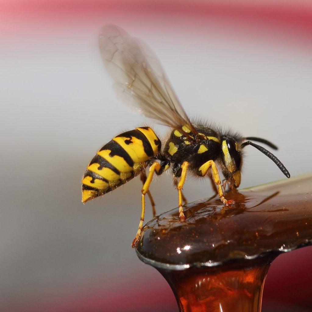 a yellow jacket or wasp