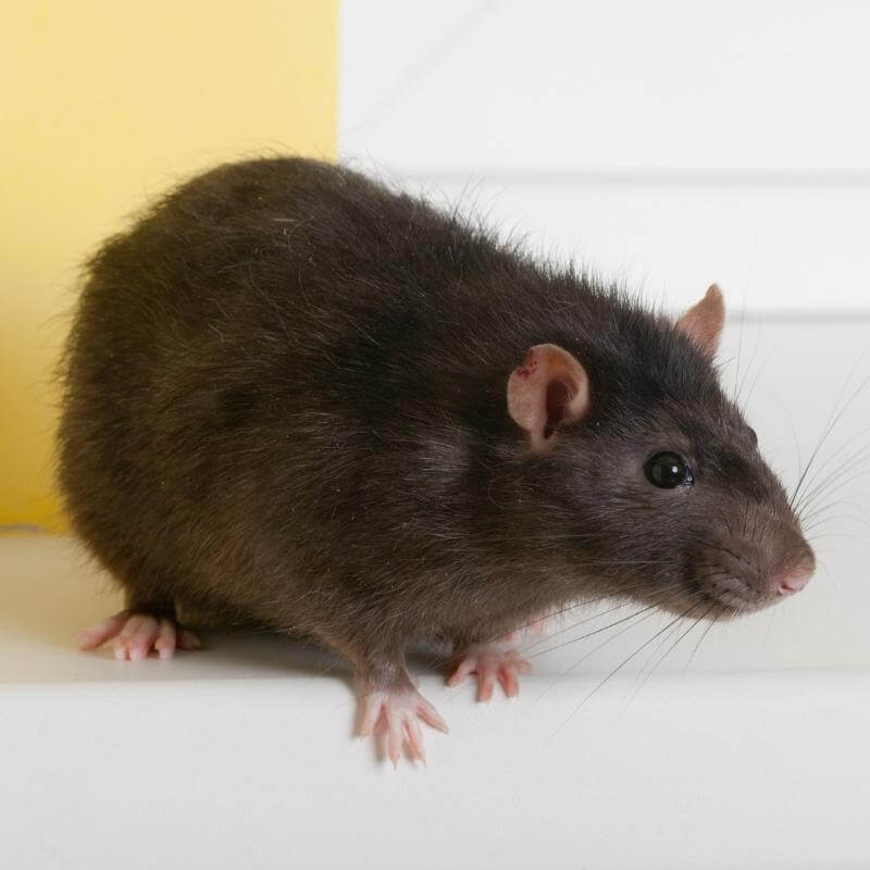 How to Get Rid of Mice - Eliminate Relentless Rodents From Your Home