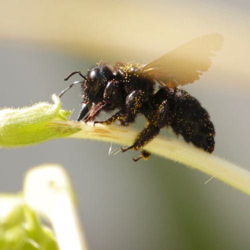 close up of a carpenter bee