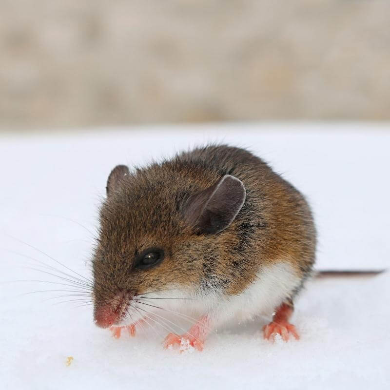 Deer Mouse