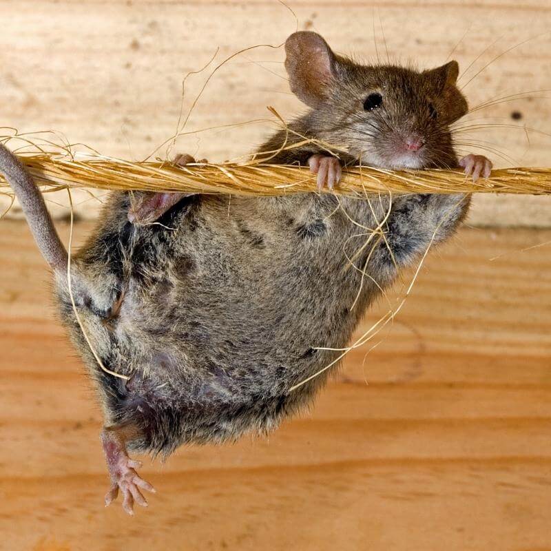 House Mouse hanging on string