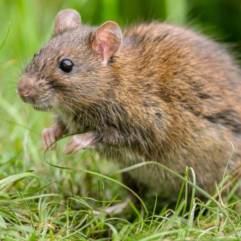 Norway Rat