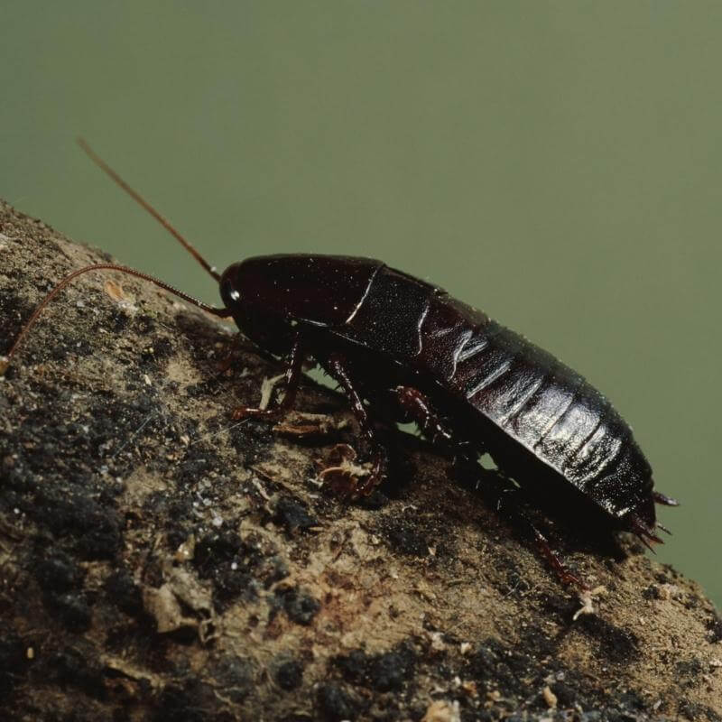 Close up image of an oriental cockroach