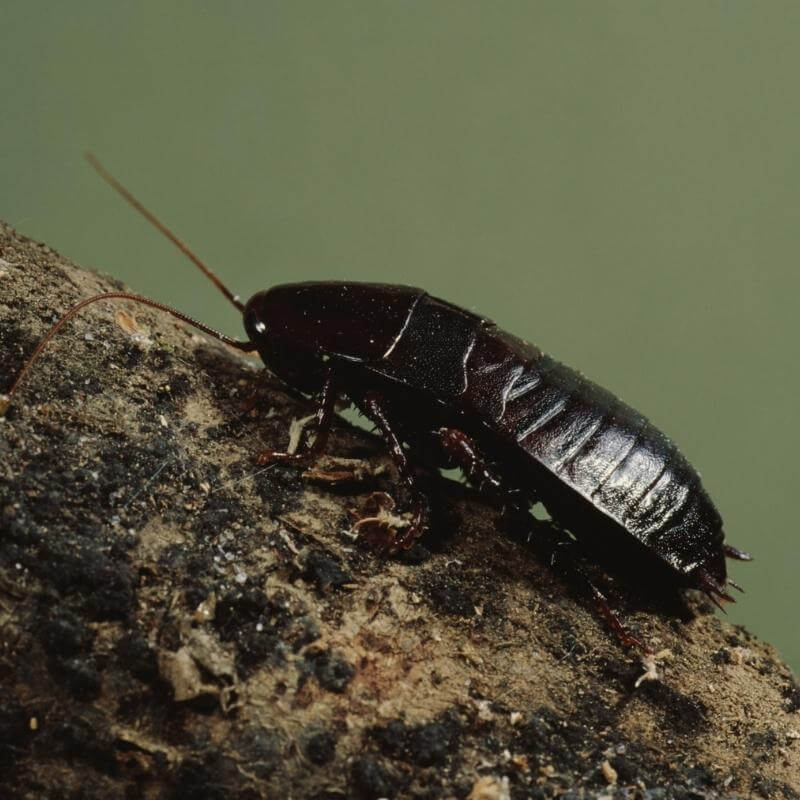 oriental cockroach