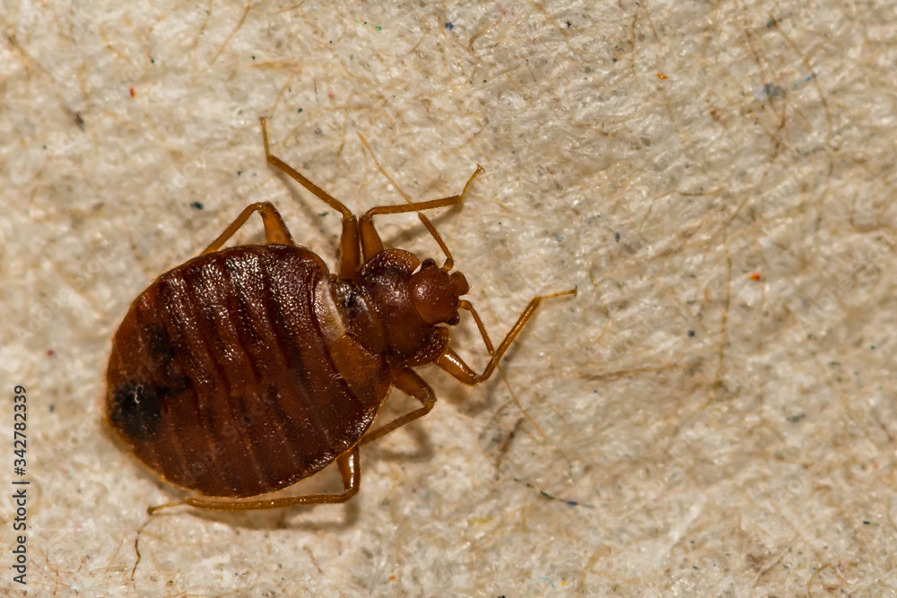 Upclose picture of a bed bug