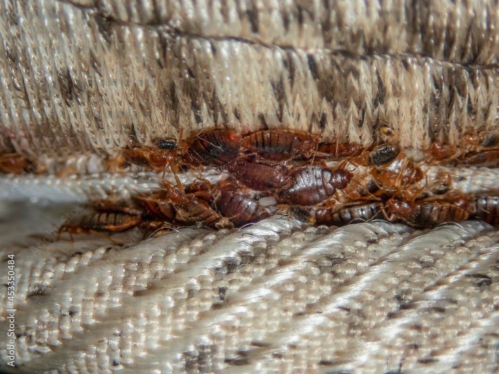 Bed bug infestation in a mattress