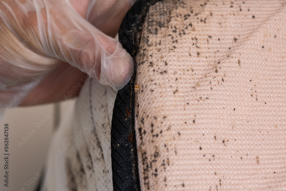Bed Bug Stains. signs of bed bugs