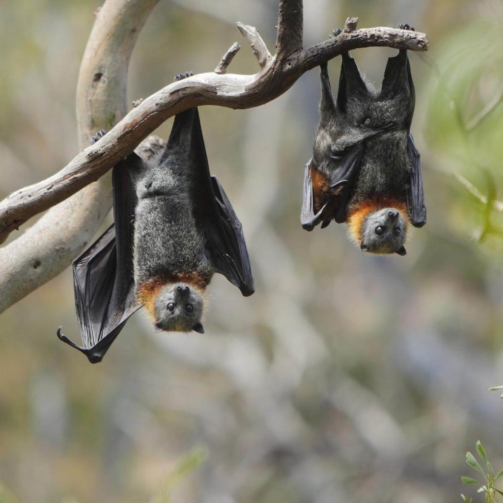 bats hanging from branch