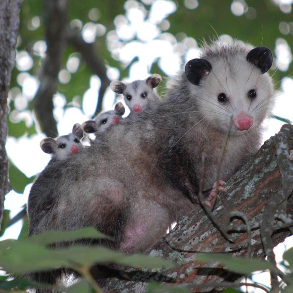 opossum in tree with baby opossums on its back