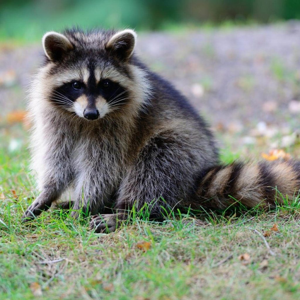 raccoon in yard