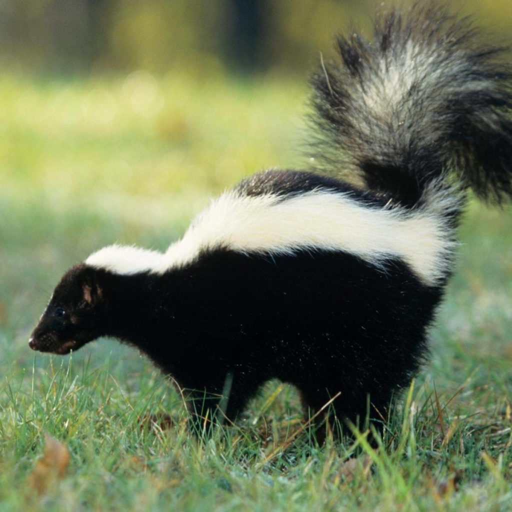 skunk in yard