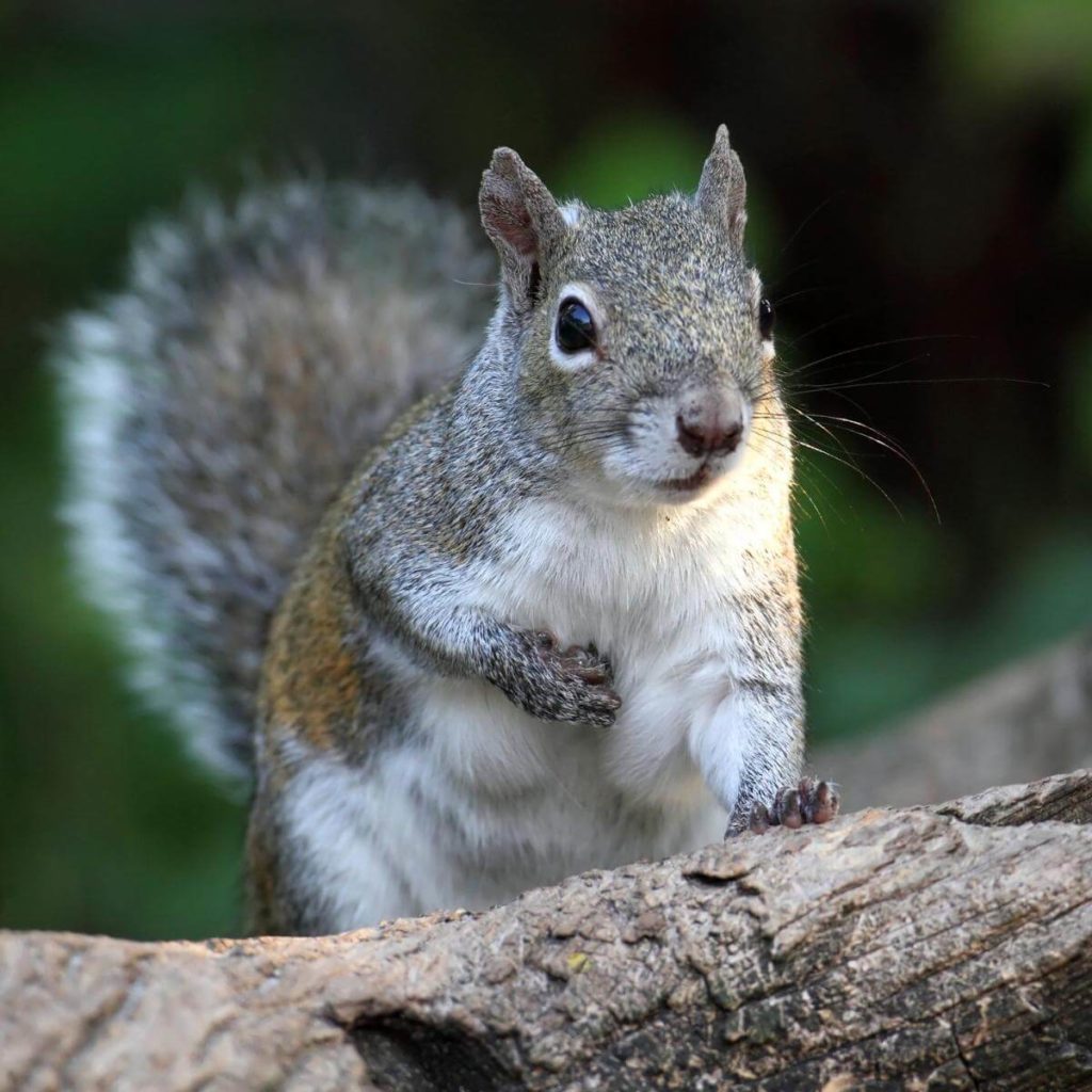 Squirrel close up