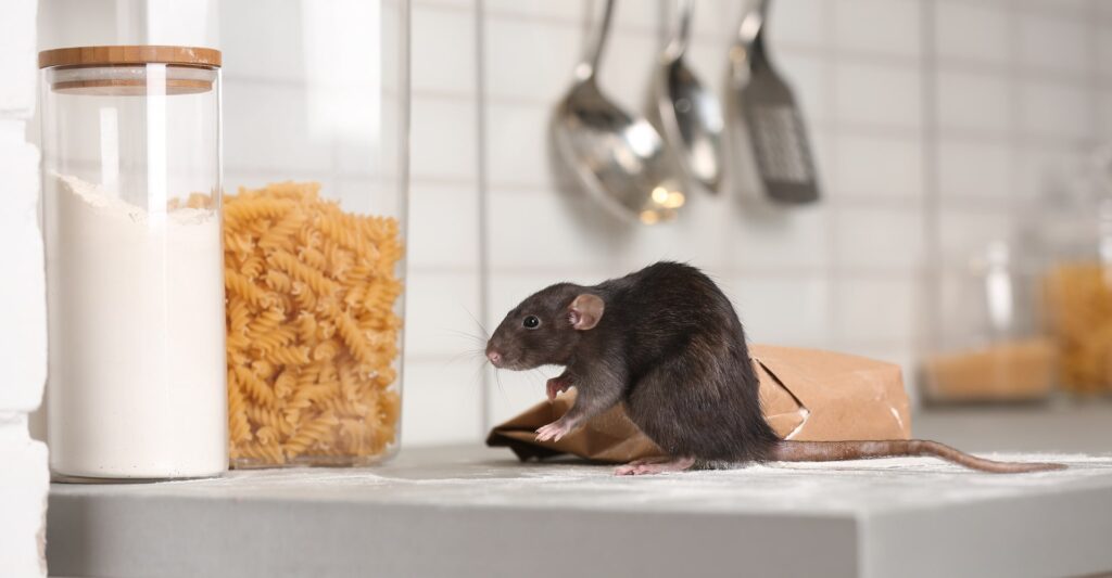 Rodent on kitchen counter