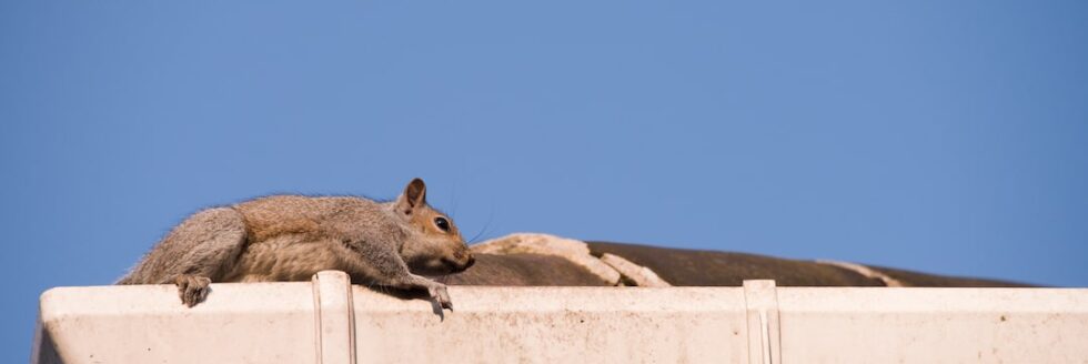 Squirrel on Gutter of house