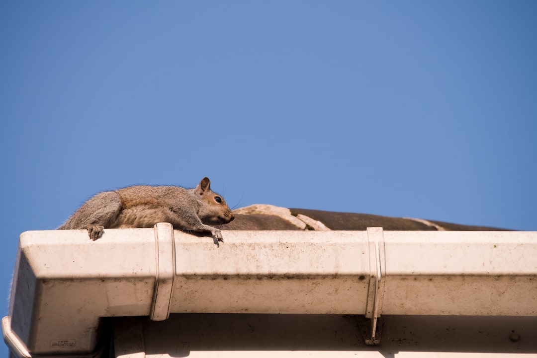Squirrels In The Attic Carolina Pest