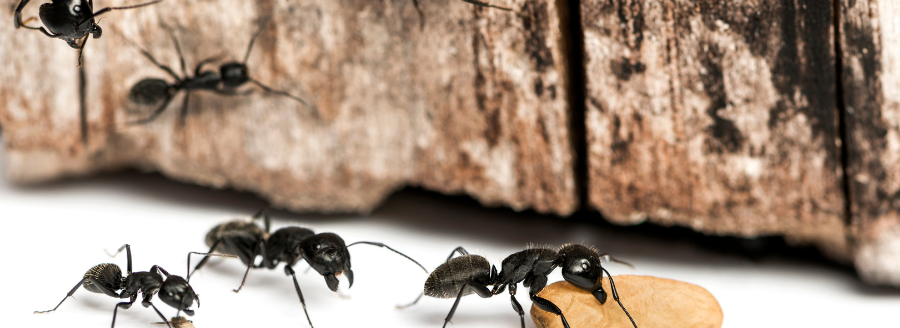 common ants