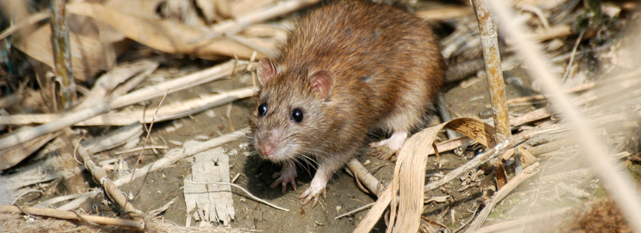 common rodents
