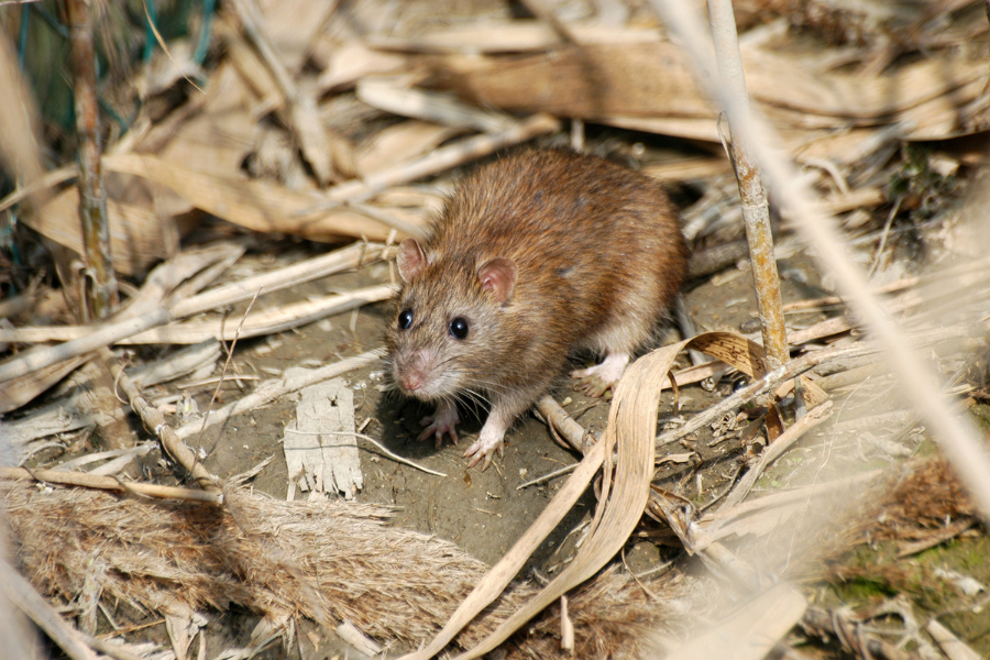 Common Rodents to Lookout for in North Carolina Carolina Pest