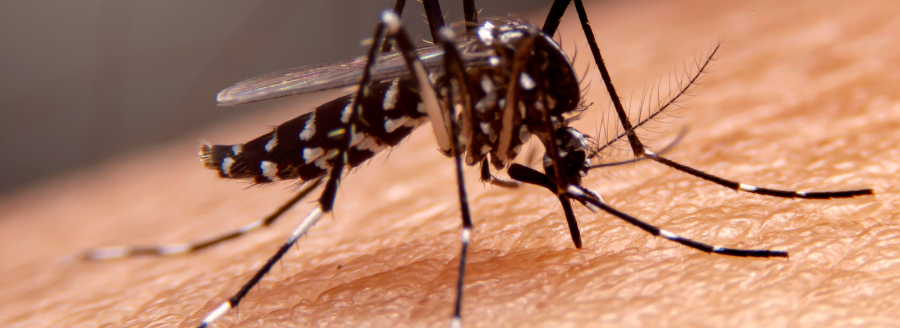 mosquito season