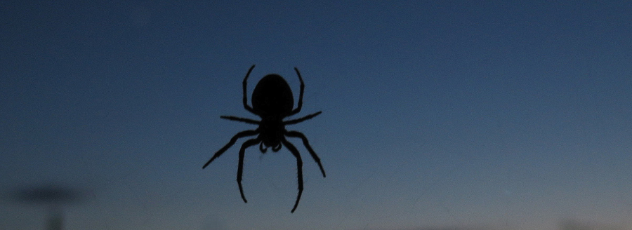 spider prevention