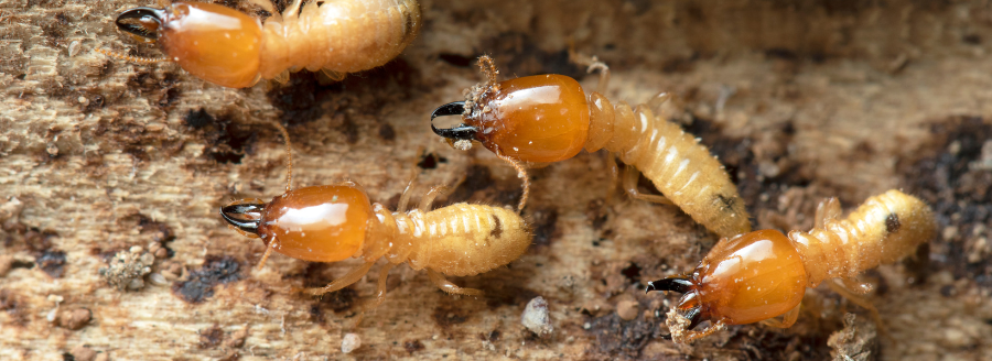 signs of termites