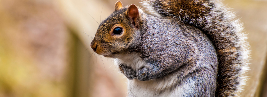 common wildlife