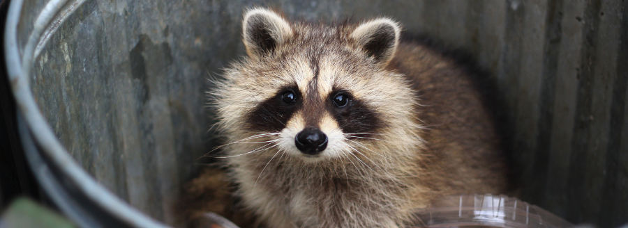 common wildlife