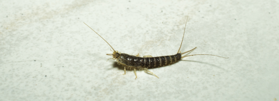 silverfish infestation
