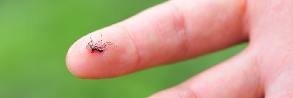 deal with mosquitoes