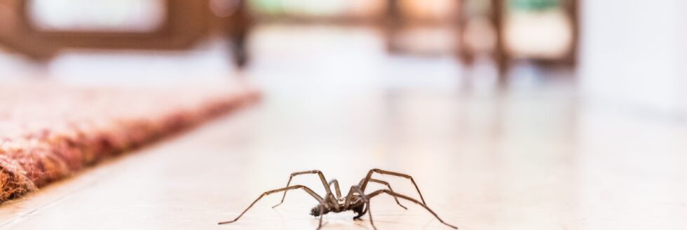 spider sightings