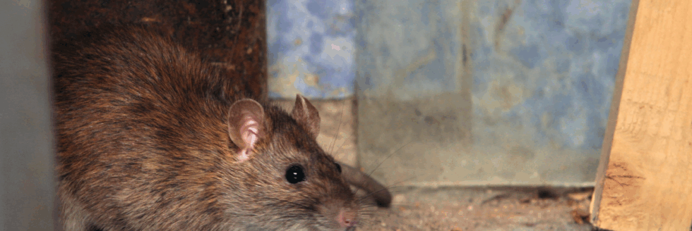rodent control