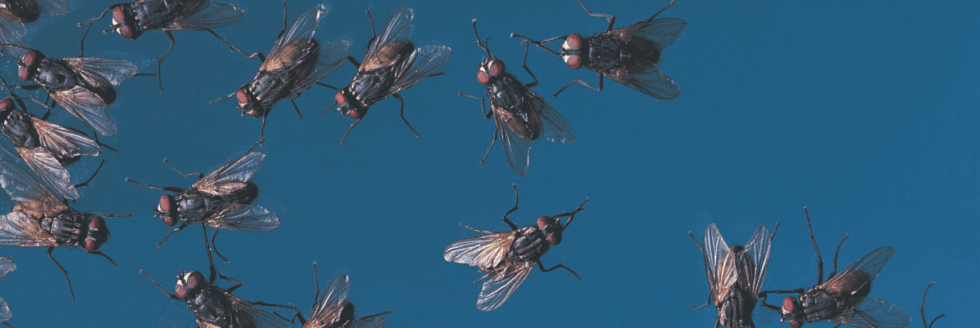 Keeping Flies Away