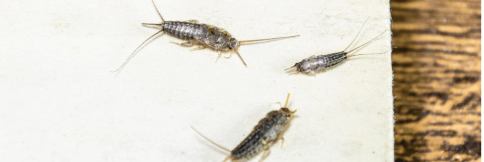 Silverfish