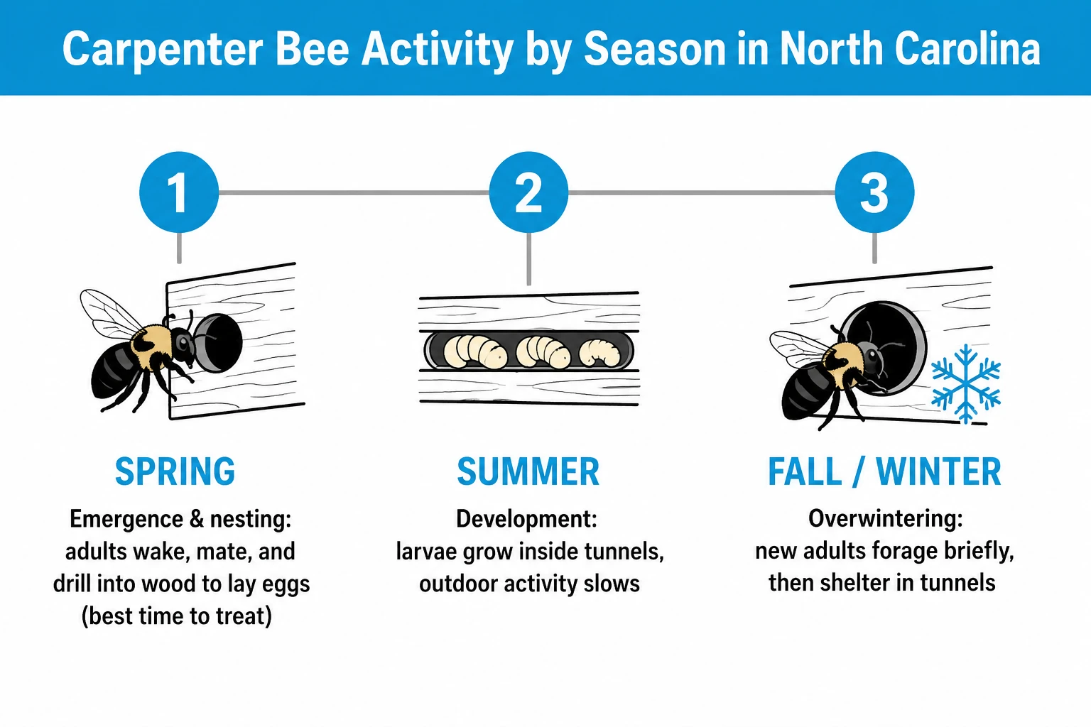 Carpenter bee seasonal activity diagram showing spring nesting, summer development, and fall overwintering for North Carolina.