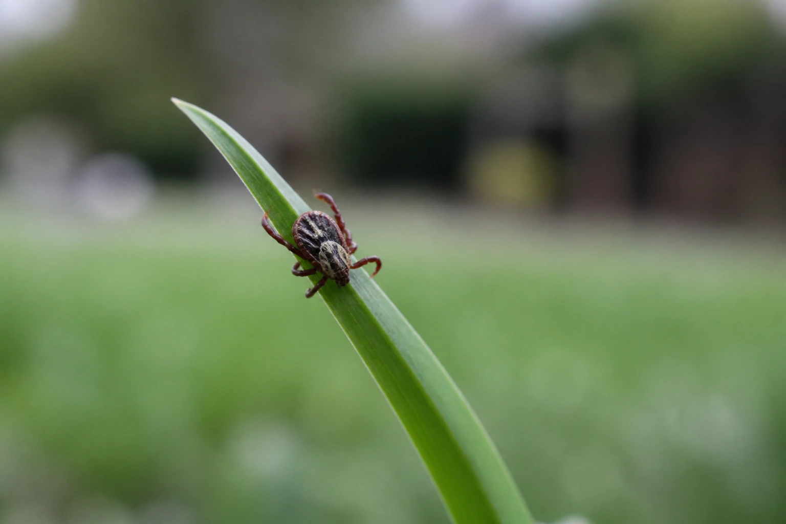 A single tick on a blade of grass in a suburban yard, a common source of hidden bites.